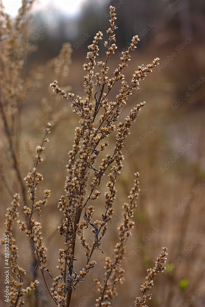dry inflorescence on the background of a spring lawn dry inflorescence on the background of a spring lawn