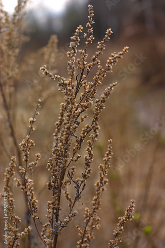 dry inflorescence on the background of a spring lawn