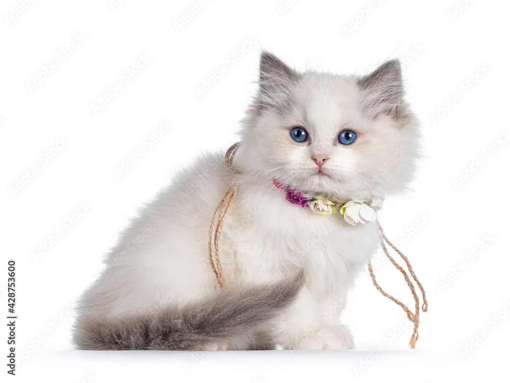 Cute blue bicolor Ragdoll cat kitte, wearing necklace with fake flowers and sitting side ways. Looking towards camera with blue eyes. Isolated on a white background.