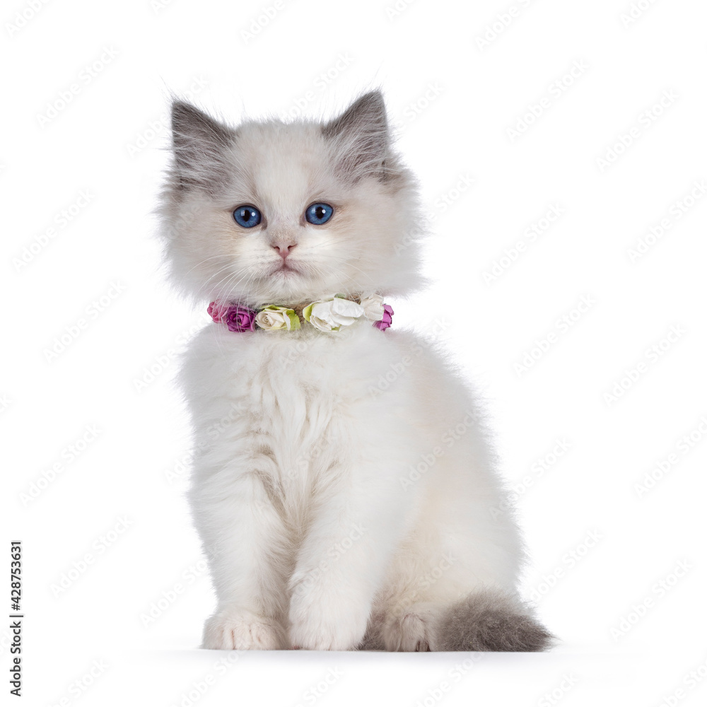 Cute blue bicolor Ragdoll cat kitte, wearing necklace with fake flowers and sitting facing front. Looking towards camera with blue eyes. Isolated on a white background.