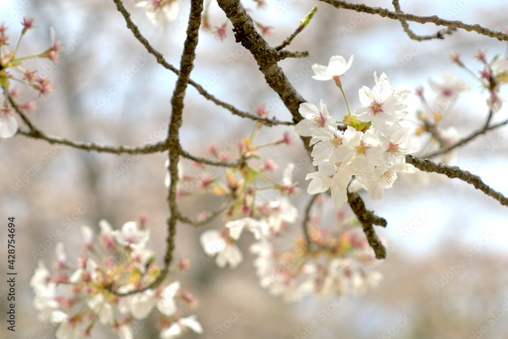桜 桜