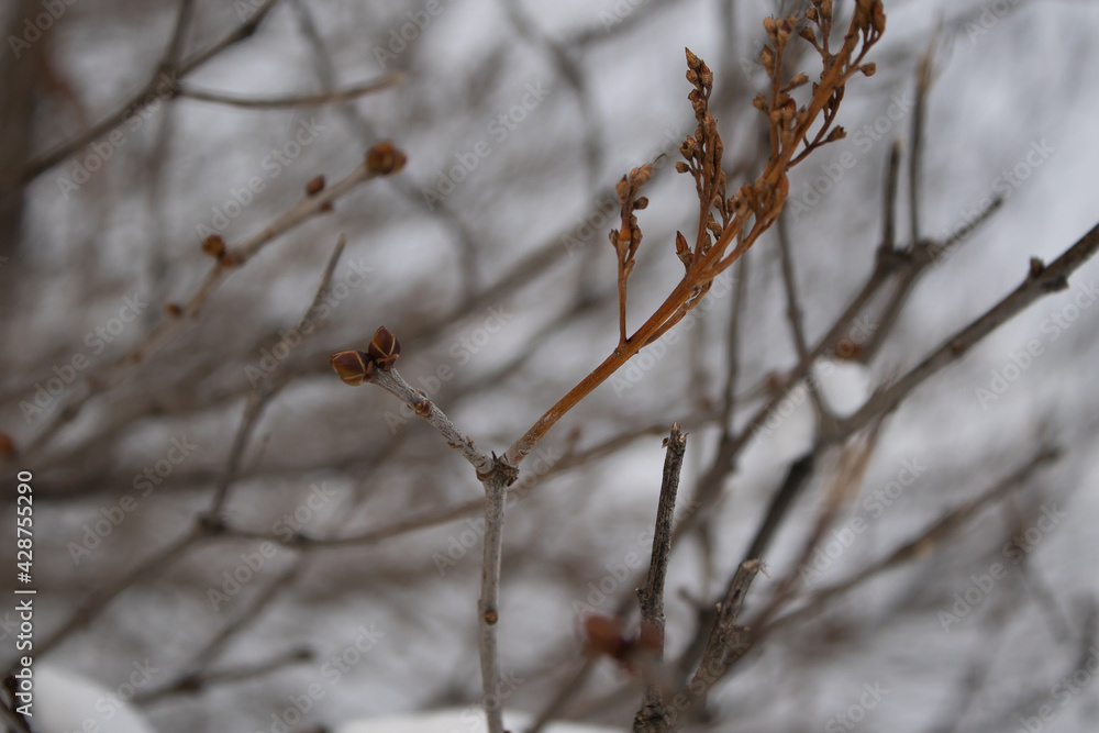 Young lilac buds of late winter Young lilac buds of late winter