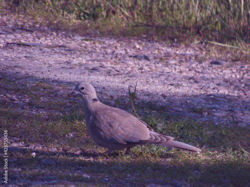 Fototapeta Naklejka Na Ścianę i Meble -  ptak zwierze dzikie natura fauna 