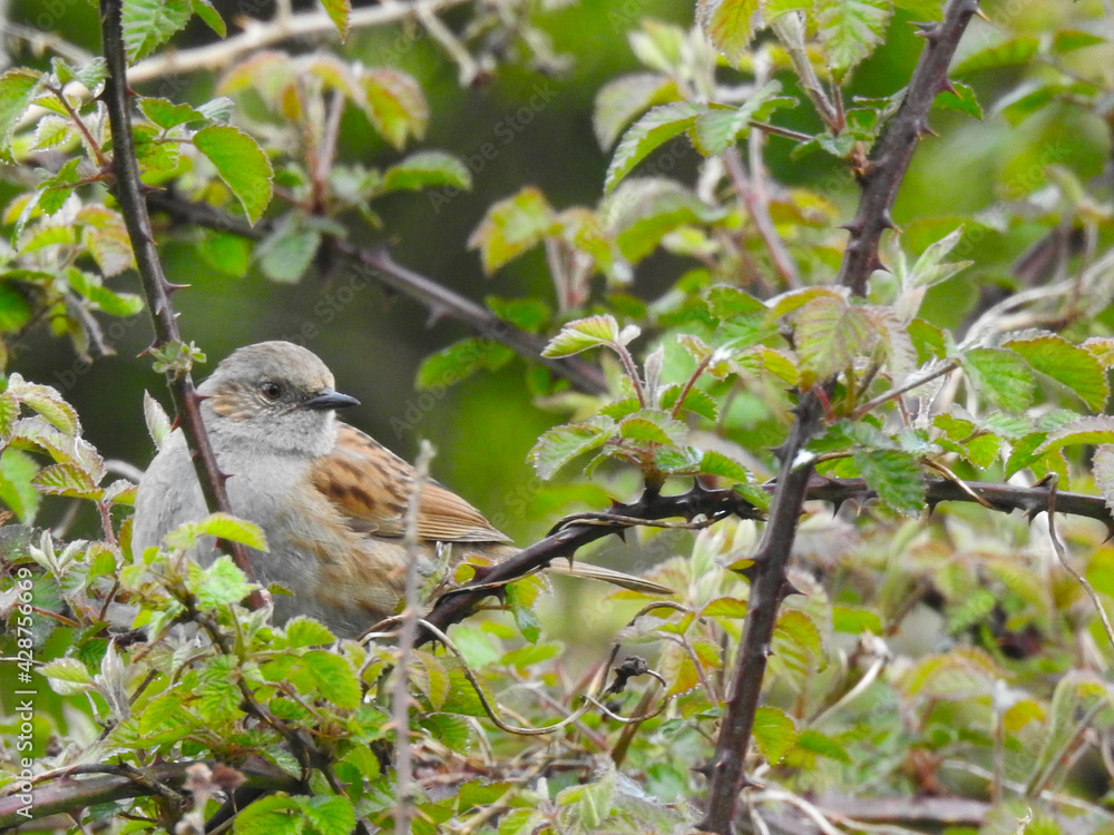 Gray-brown little bird on a branch Gray-brown little bird on a branch