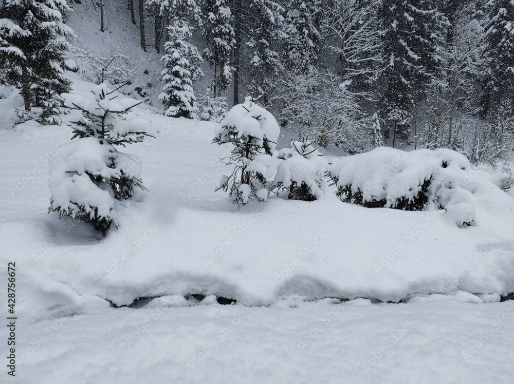 Naklejka premium small snow-covered fir trees in the winter forest.