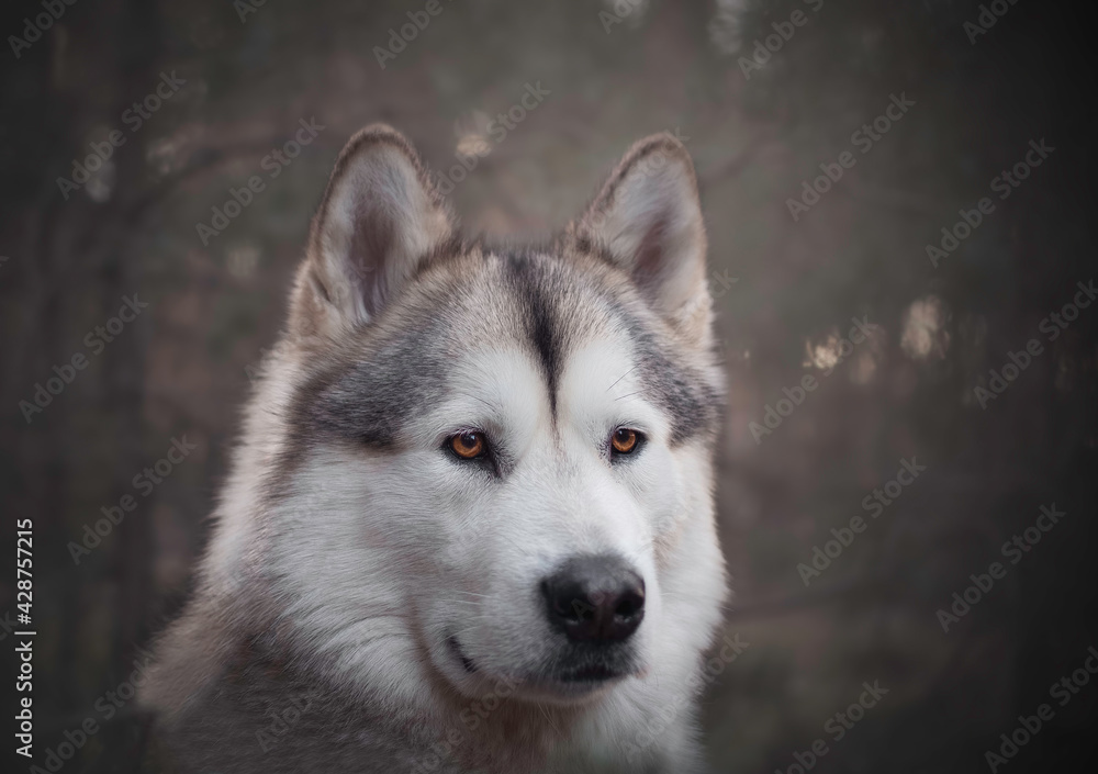 Dark portrait of a Northern breed dog in a forest. Professional pet photography in Kampinos National Park, Poland. Selective focus on the eyes of the animal, blurred background.