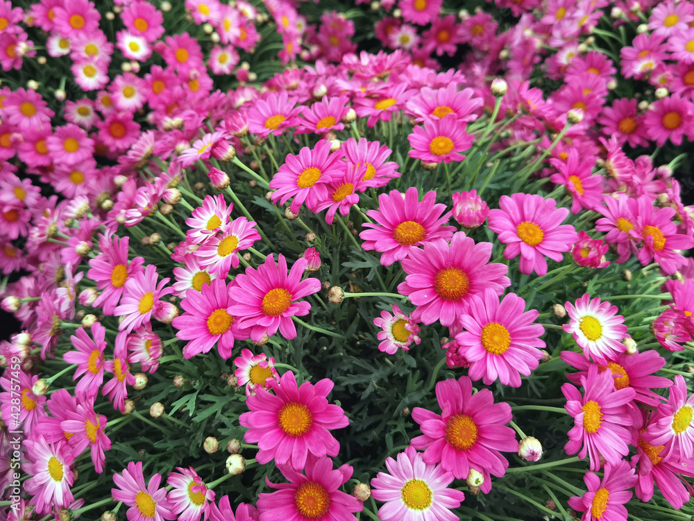 Fiori rosa di margherita, Flower of pink daisies Fiori rosa di margherita, Flower of pink daisies