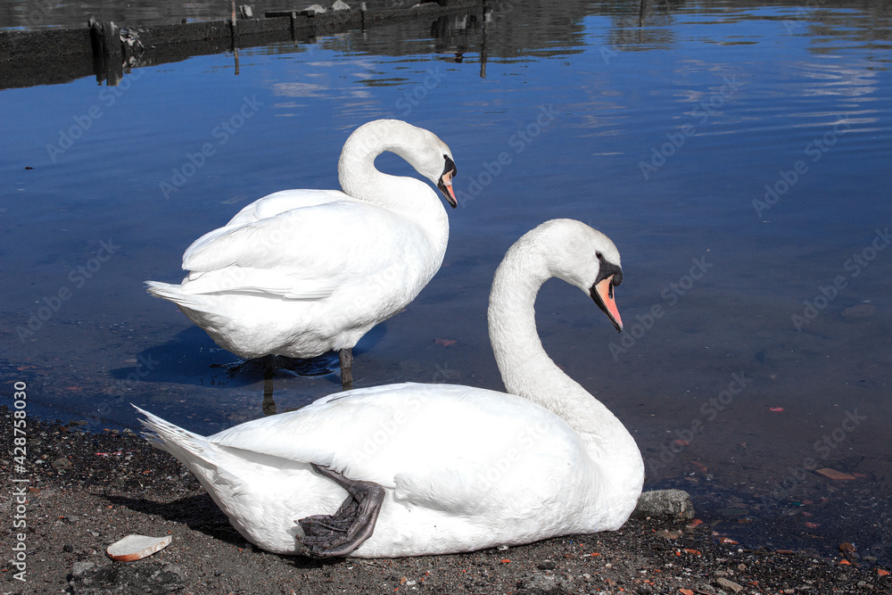 Fototapeta premium white swan on the lake
