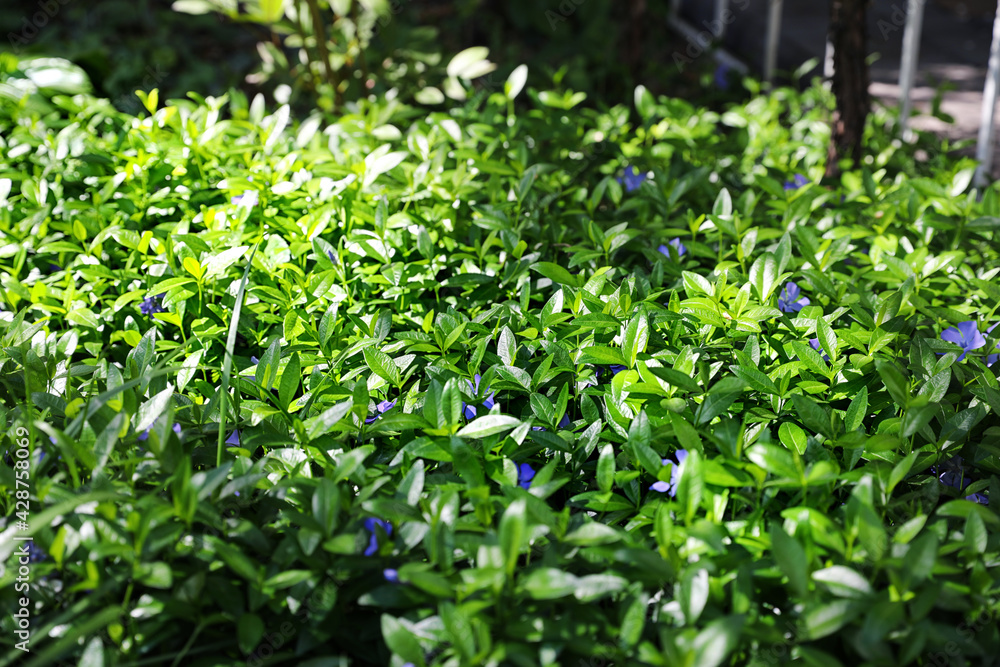 Beautiful plant with small flowers outdoors on sunny day Beautiful plant with small flowers outdoors on sunny day