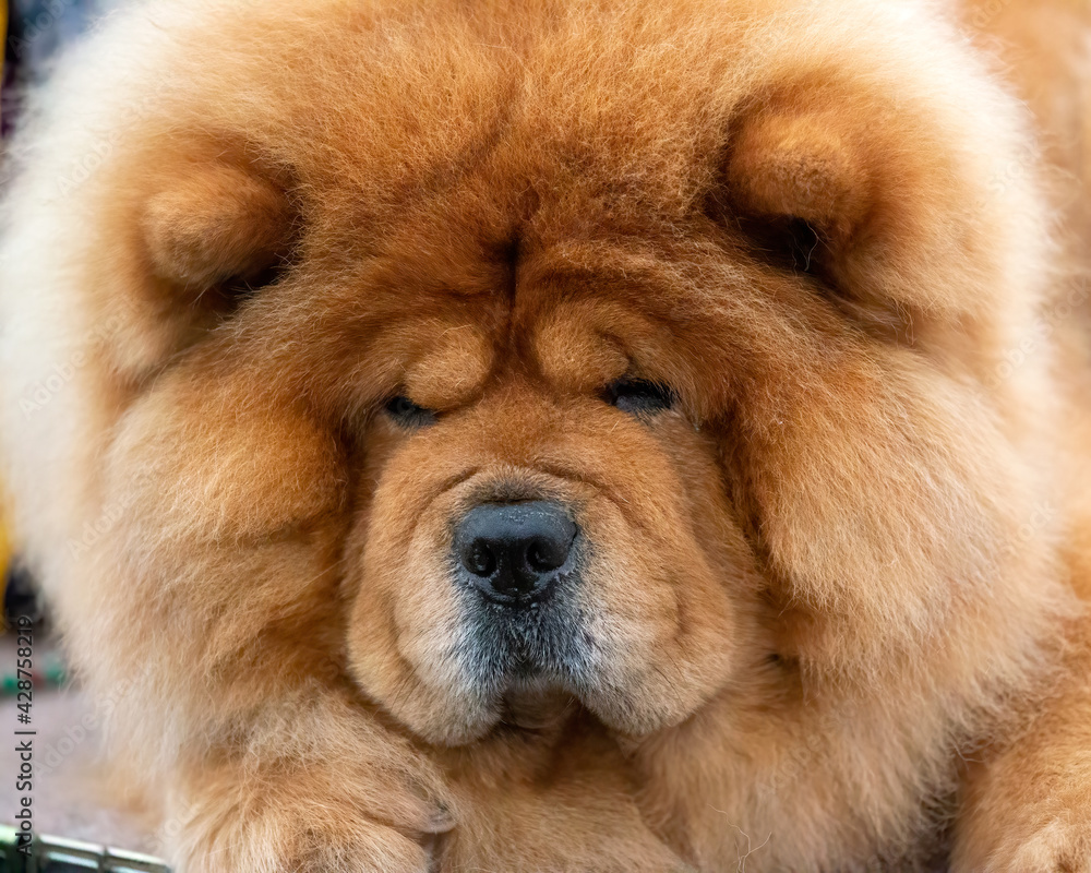 Chinese Chow Chow dog close up Chinese Chow Chow dog close up