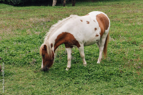 Horse with orange and white color in the field grazing grass © Dado