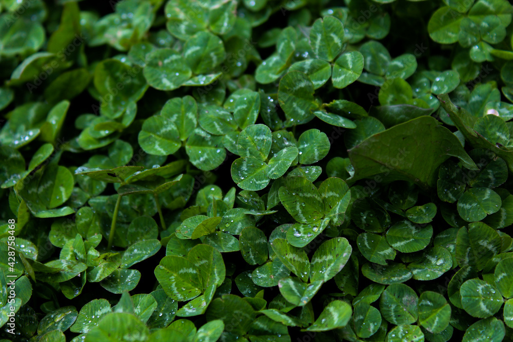 Fototapeta premium clovers after rain