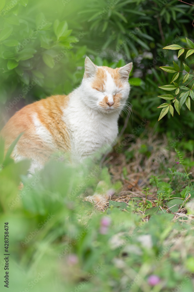 緑の中の猫　茶白猫