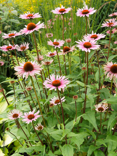 Echinacea or rudbeckia purpurea | Eastern purple coneflowers or hedgehogsconeflower. Reddish-purple inflorescence on top of a high stem with oval, lanceolate, rough leaves with toothed margin photo