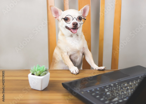 Chihuahua dog wearing eyeglasses sitting at wooden table with computer notebook and cactus, smiling with his tongue out and looking at camera.