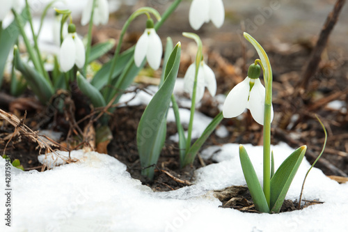 Beautiful blooming snowdrops growing outdoors  space for text. Spring flowers