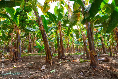 Banana plantation. The place where bananas are grown