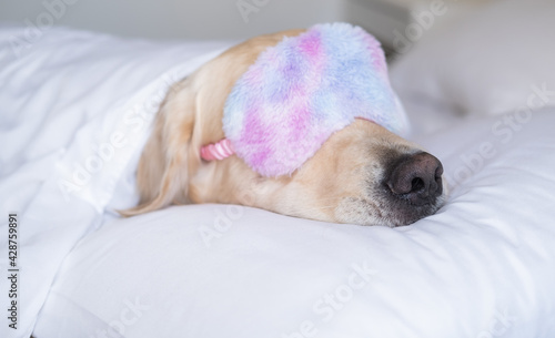 Golden Retriever sleeps in a pink sleep mask. The dog lies on a white bed under a blanket.