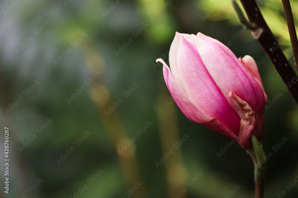 Beautiful bud of magnolia tree on blurred background. Space for text