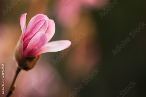 Beautiful bud of magnolia tree on blurred background  closeup. Space for text