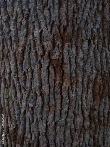 bark of a tree, hard texture close-up view