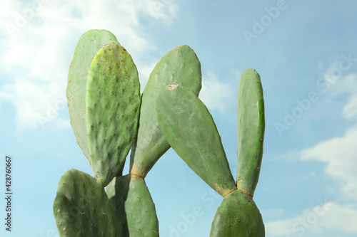Beautiful exotic cactus outdoors against blue sky