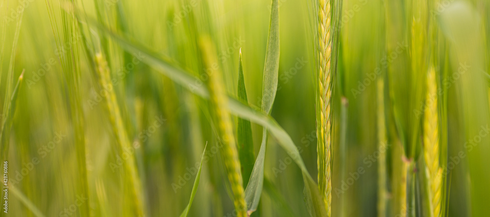 closed up with selective focus on green wheat closed up with selective focus on green wheat