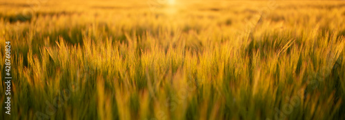 wheat field with warm light