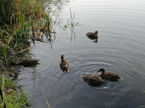 Wild gray ducks in search of mining