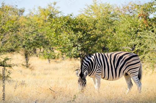 Zebra grazing in the wild