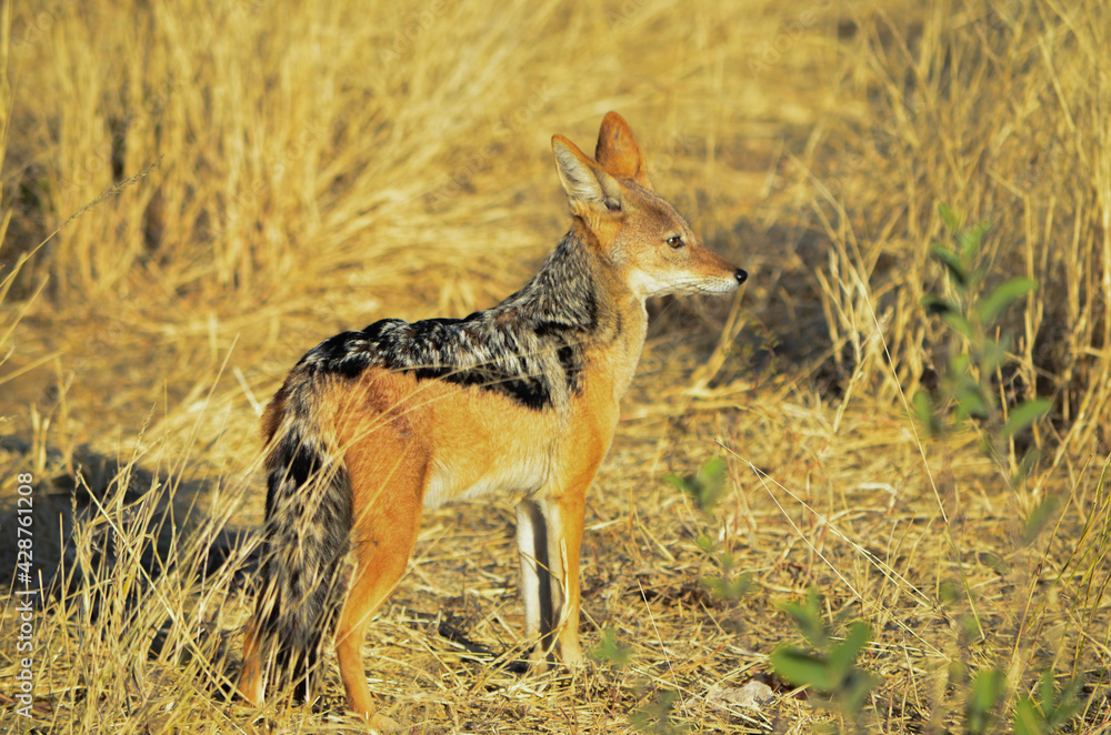 Fototapeta premium black-backed jackal