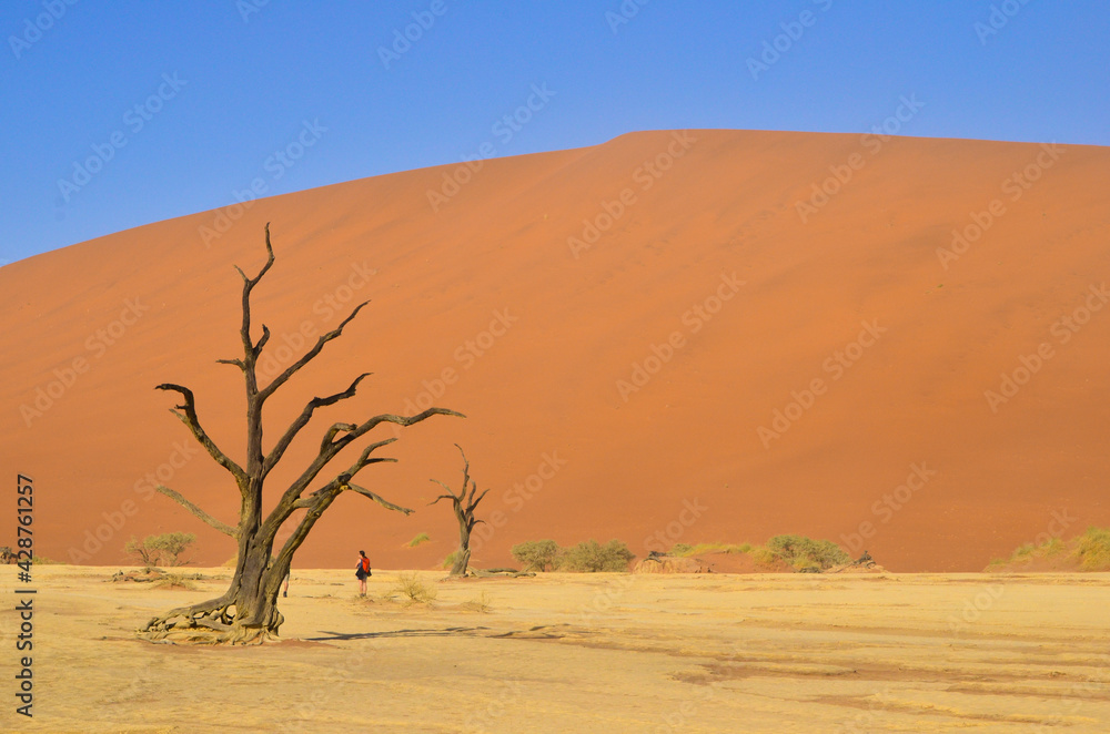 dead tree sand dunes desert landscape