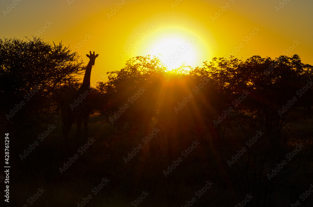 Giraffe silhouette in front of sunset