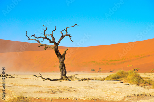 a dead tree in the sand dunes desert