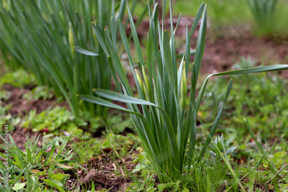 Daffodil plants growing in garden. Spring flowers Daffodil plants growing in garden. Spring flowers
