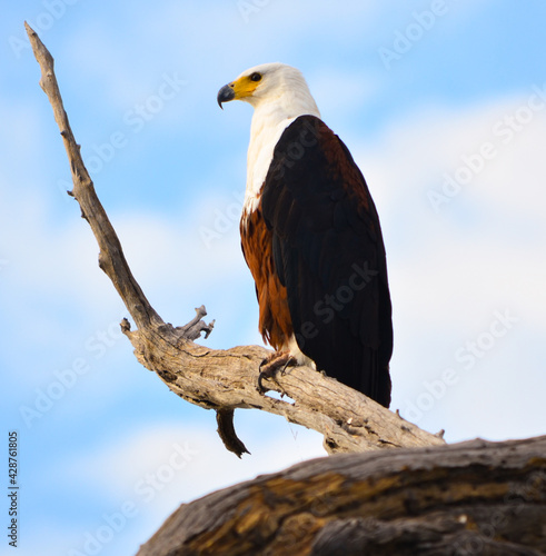 A wild eagle in africa