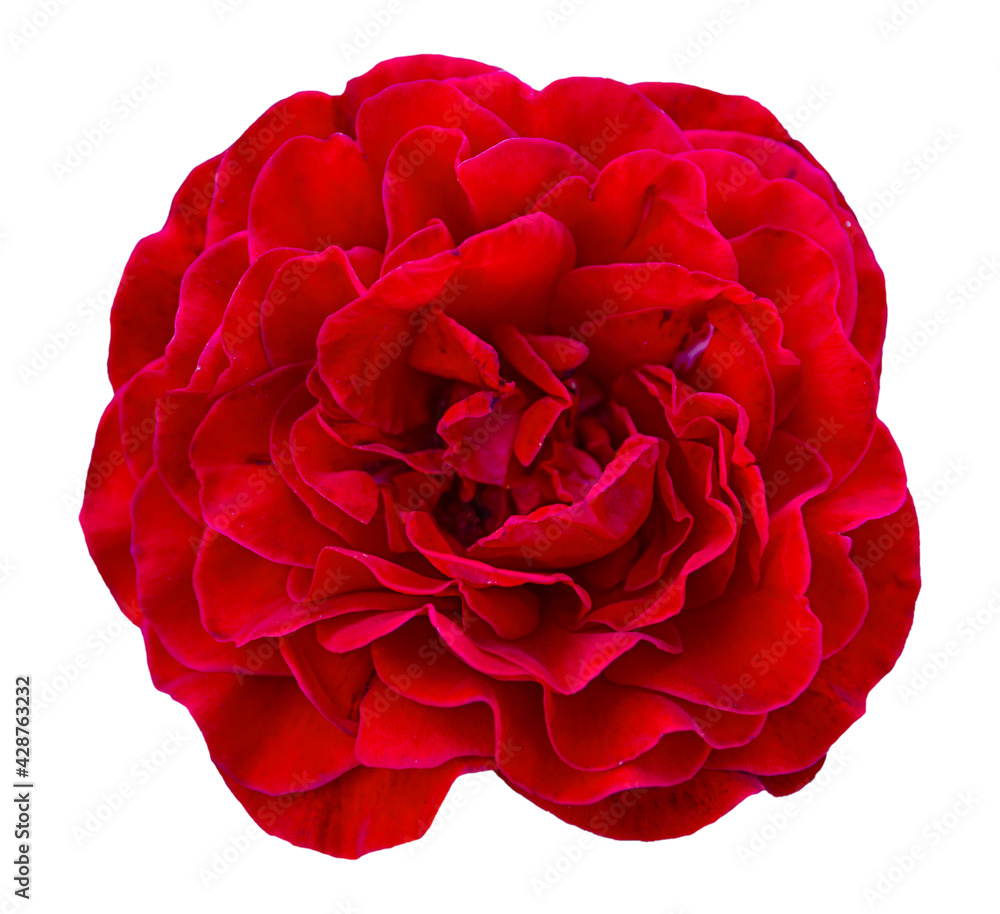 Naklejka premium One big red rose from the nature garden isolated on white