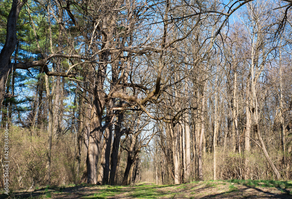 Gnarled branches reach across a woodland path Gnarled branches reach across a woodland path