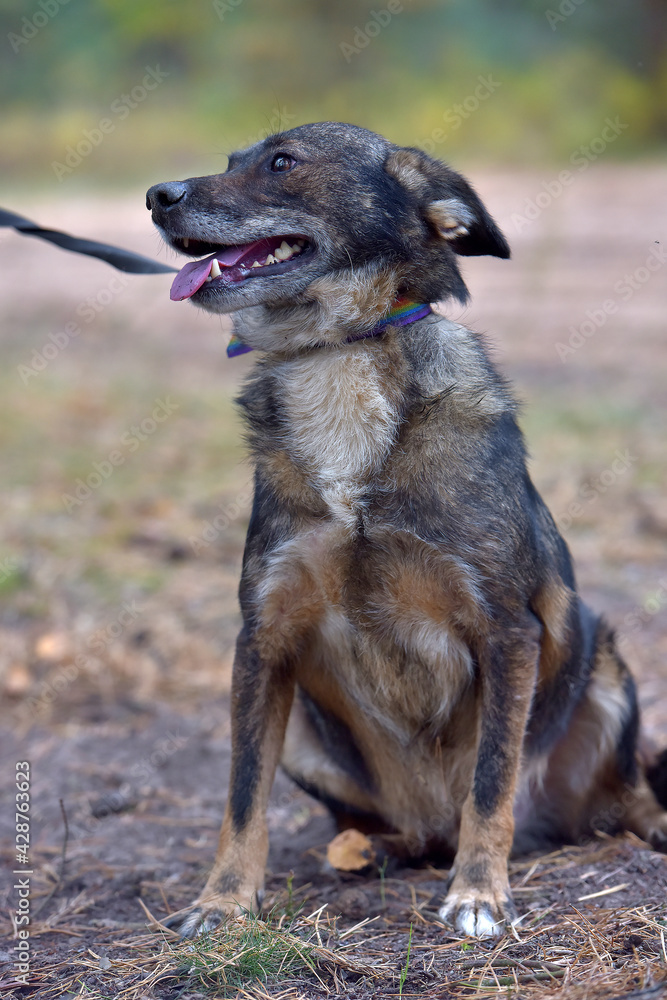 mongrel dog in the animal shelter waiting for the owners