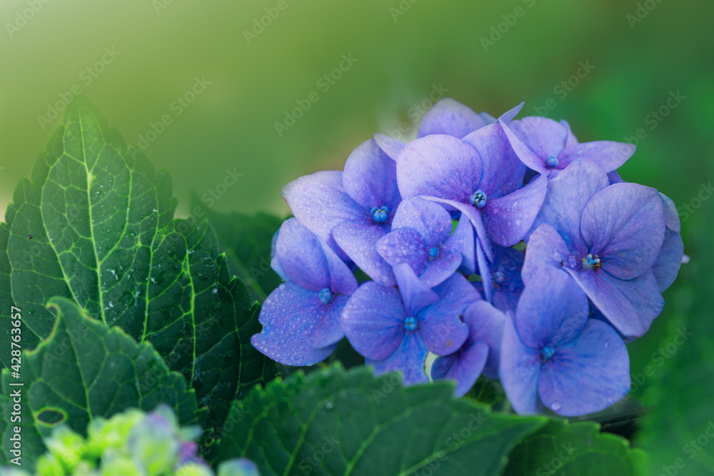 Blue hydrangea flowers growing in the garden. Blue hydrangea flowers growing in the garden.