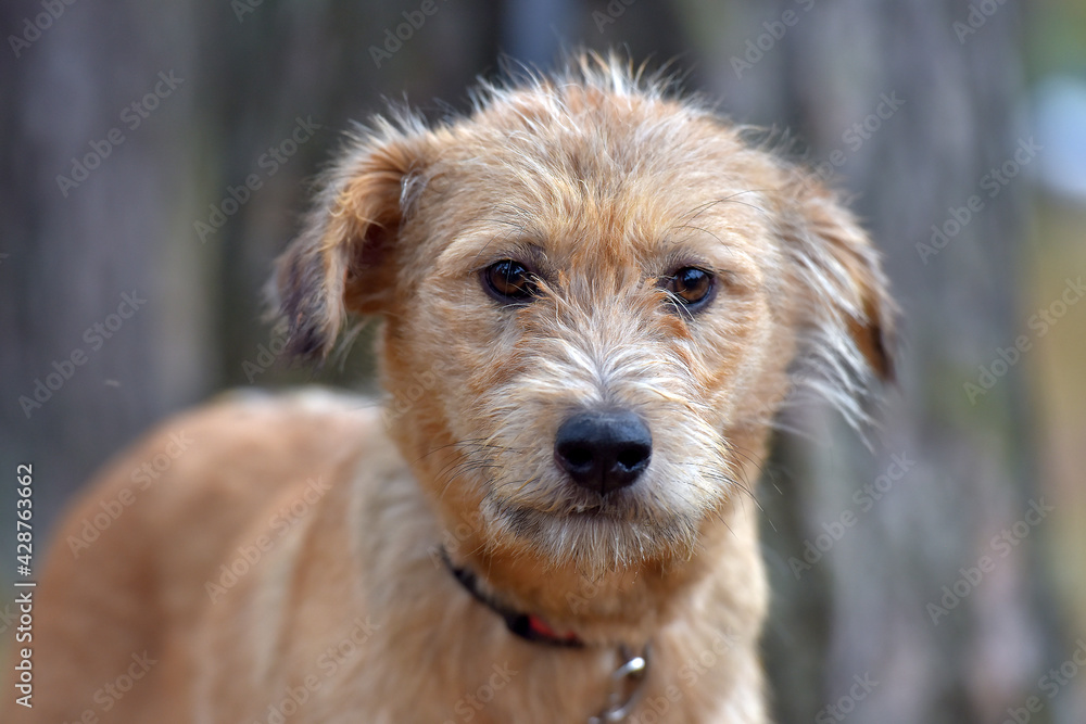 brown dog mestizo terrier at animal shelter brown dog mestizo terrier at animal shelter