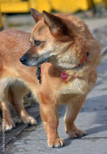 little ginger dog half-breed on a leash