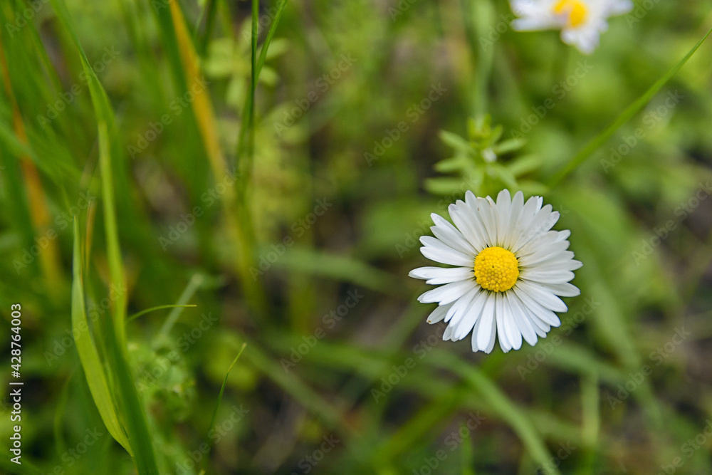 One daisys on a meadow in spring - Image One daisys on a meadow in spring - Image