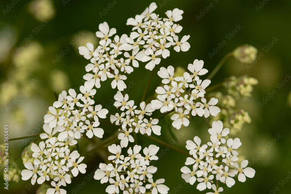 Cigüe Blanche Cigüe Blanche