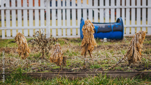 Wilted stems of Brussels sprouts after winter in a vegetable garden with yellow leaves