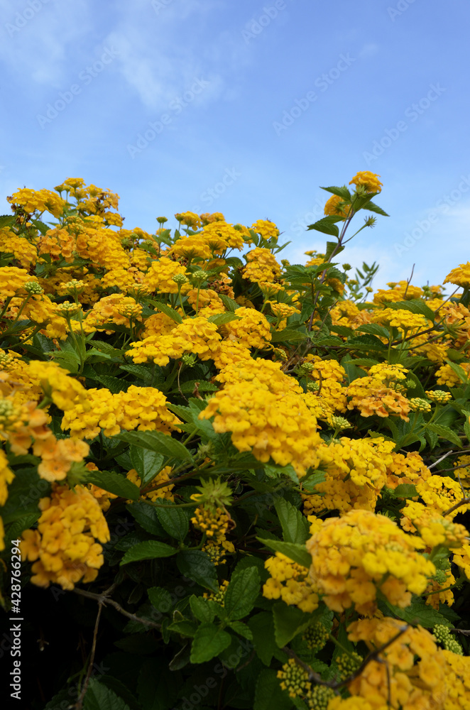 Naklejka premium ランタナの花と青空