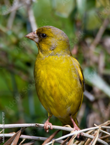 greenfinch bird placed on wood