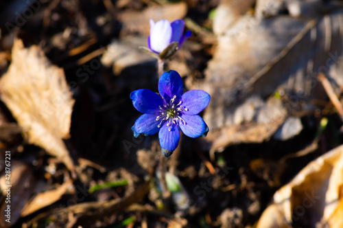 forget me not