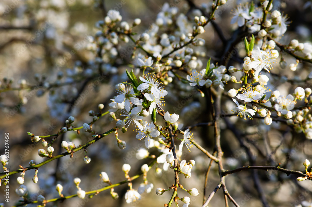 branches branches