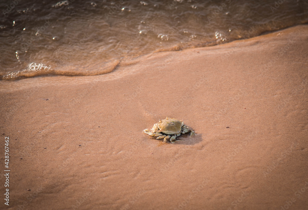 Hanuman crabs swim up to feed on the beach. Hanuman crabs swim up to feed on the beach.